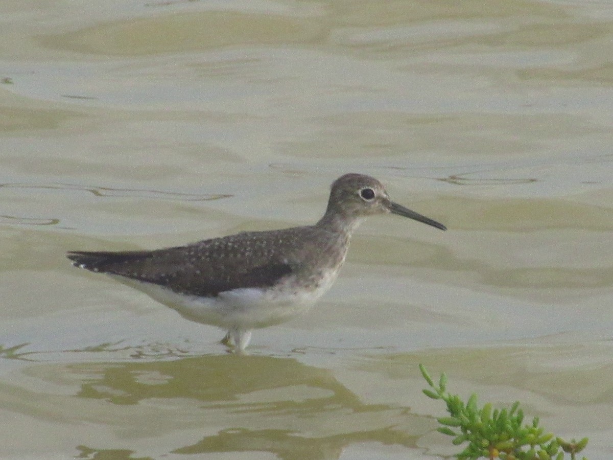 Solitary Sandpiper - ML644242703