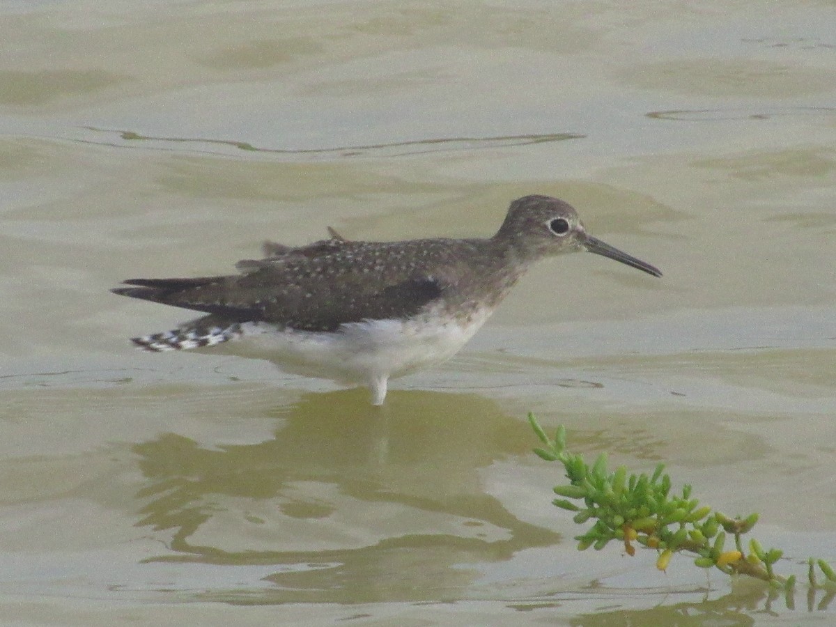 Solitary Sandpiper - ML644242704