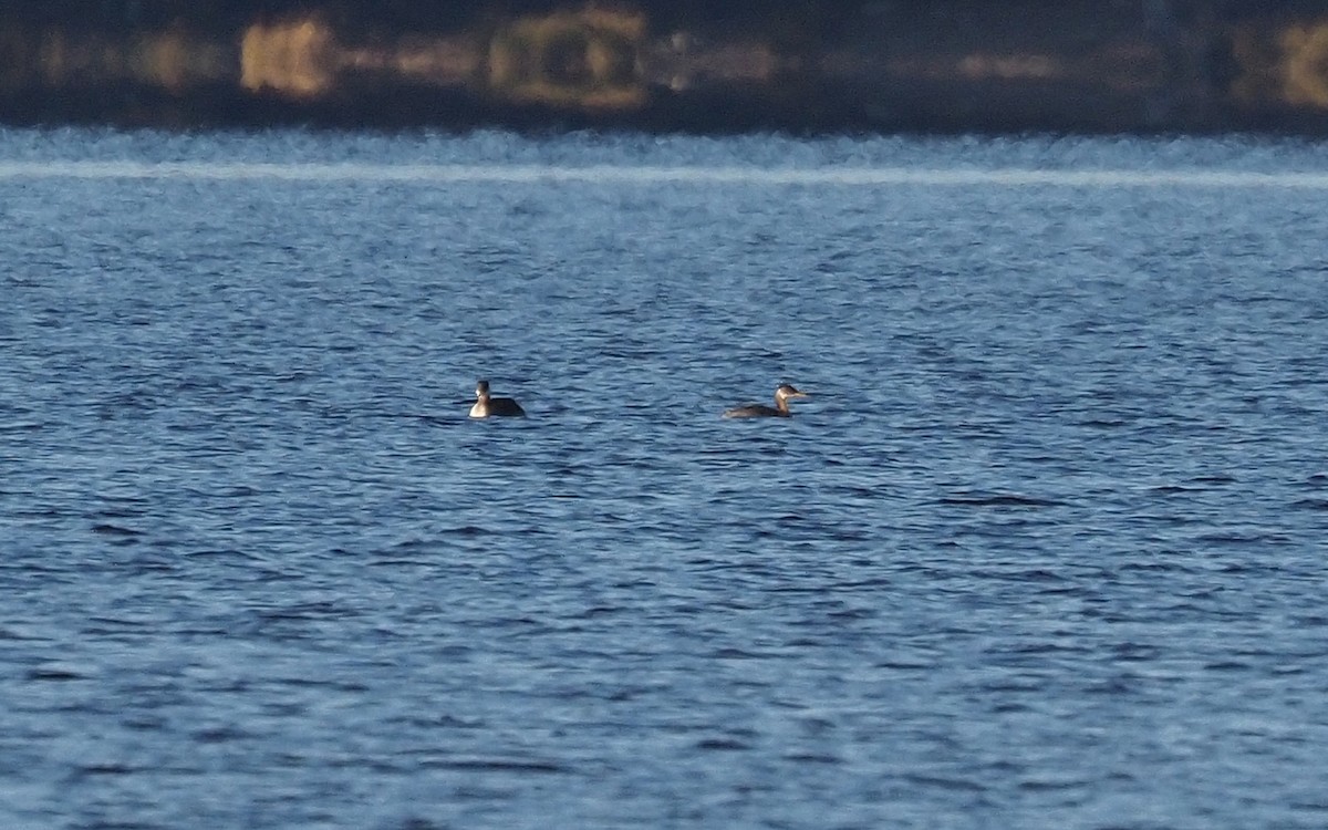 Red-necked Grebe - ML644242710