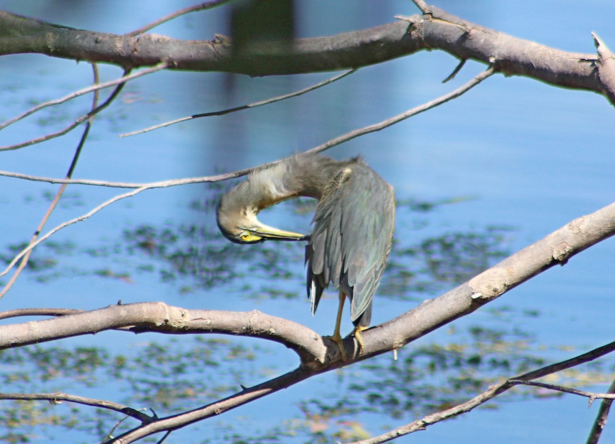 volavka proměnlivá - ML644242714