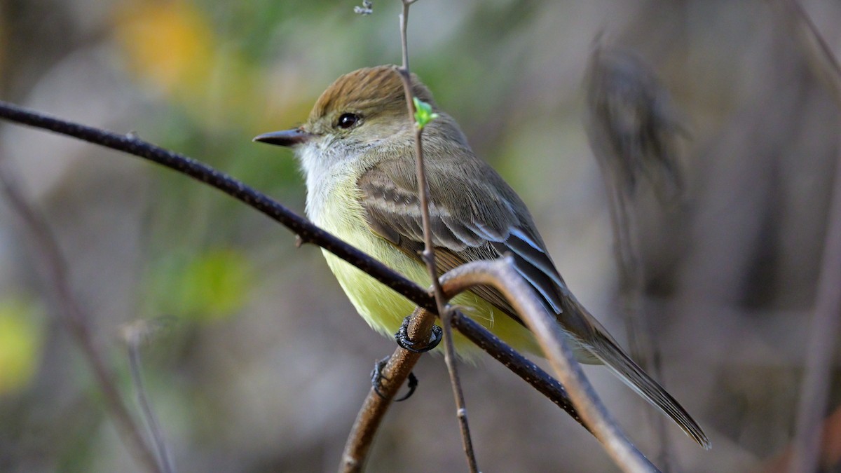 Galapagos Flycatcher - ML644242721