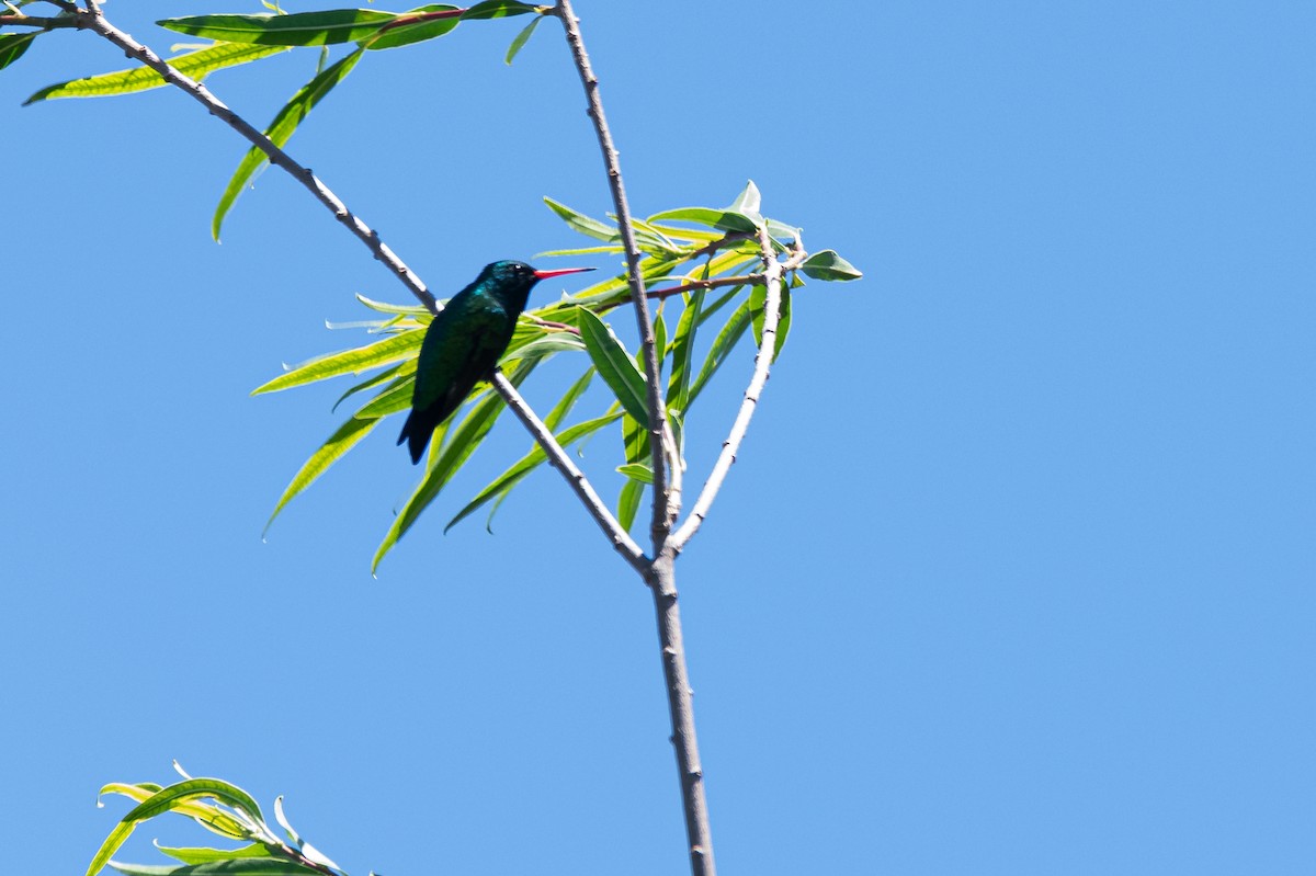 kolibřík lesklobřichý - ML644242737