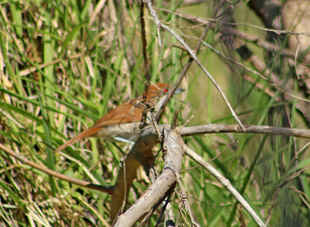 Great Antshrike - ML644242742