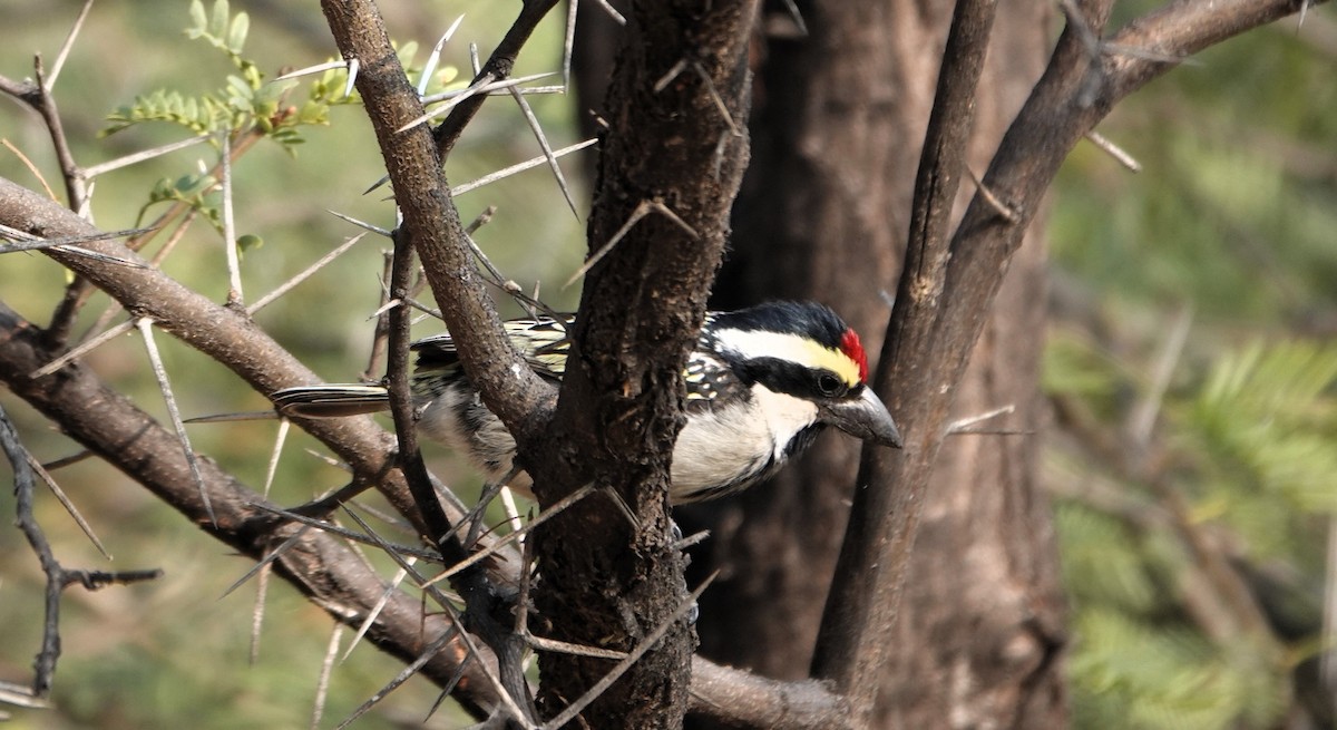 Barbudo Pío - ML644242756