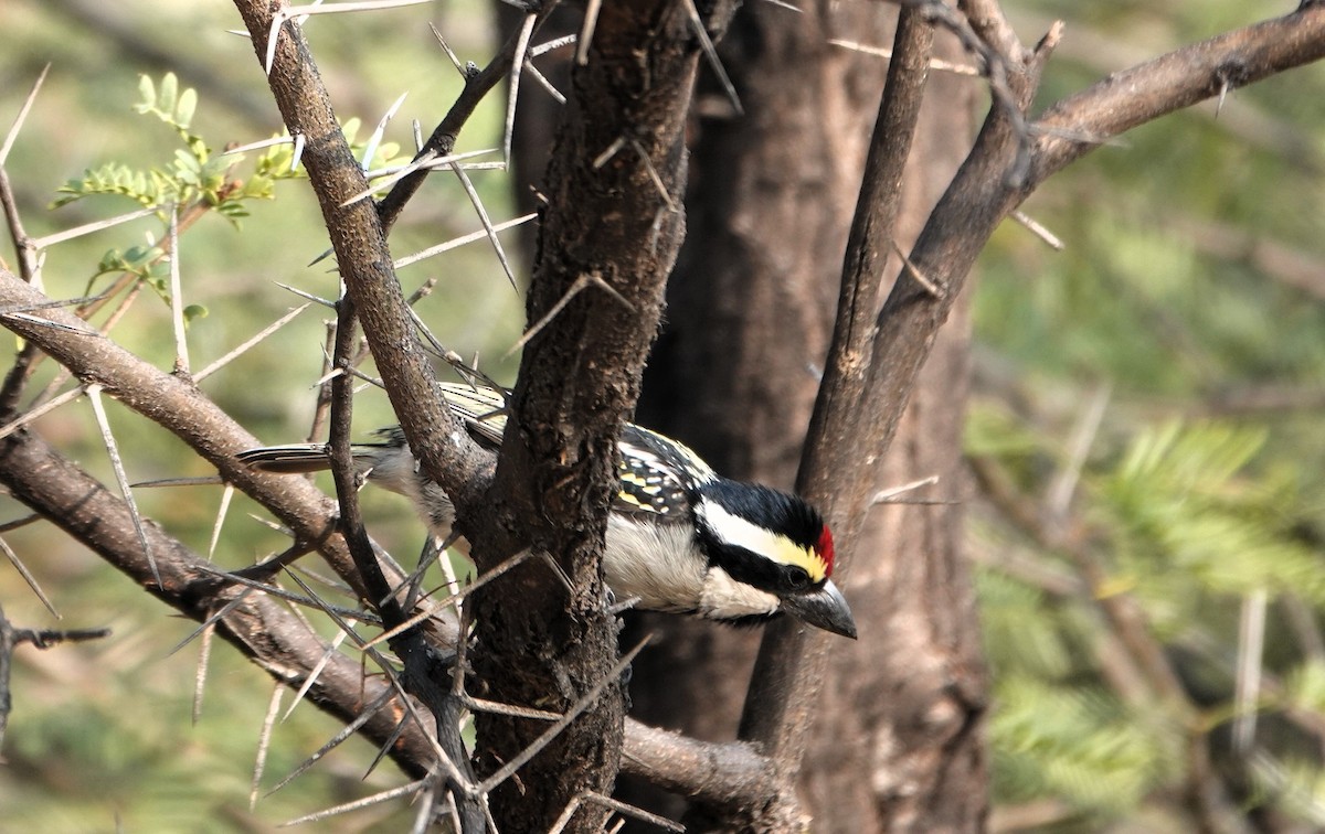 Barbudo Pío - ML644242757