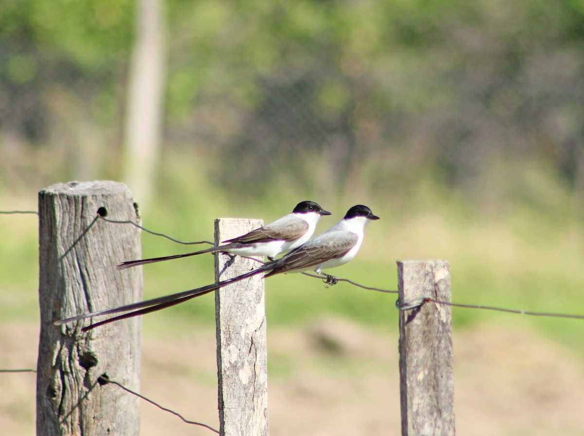 Fork-tailed Flycatcher - Víctor Gaspar Herrera