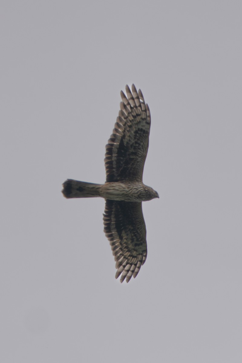 ハイイロチュウヒ - ML644242792