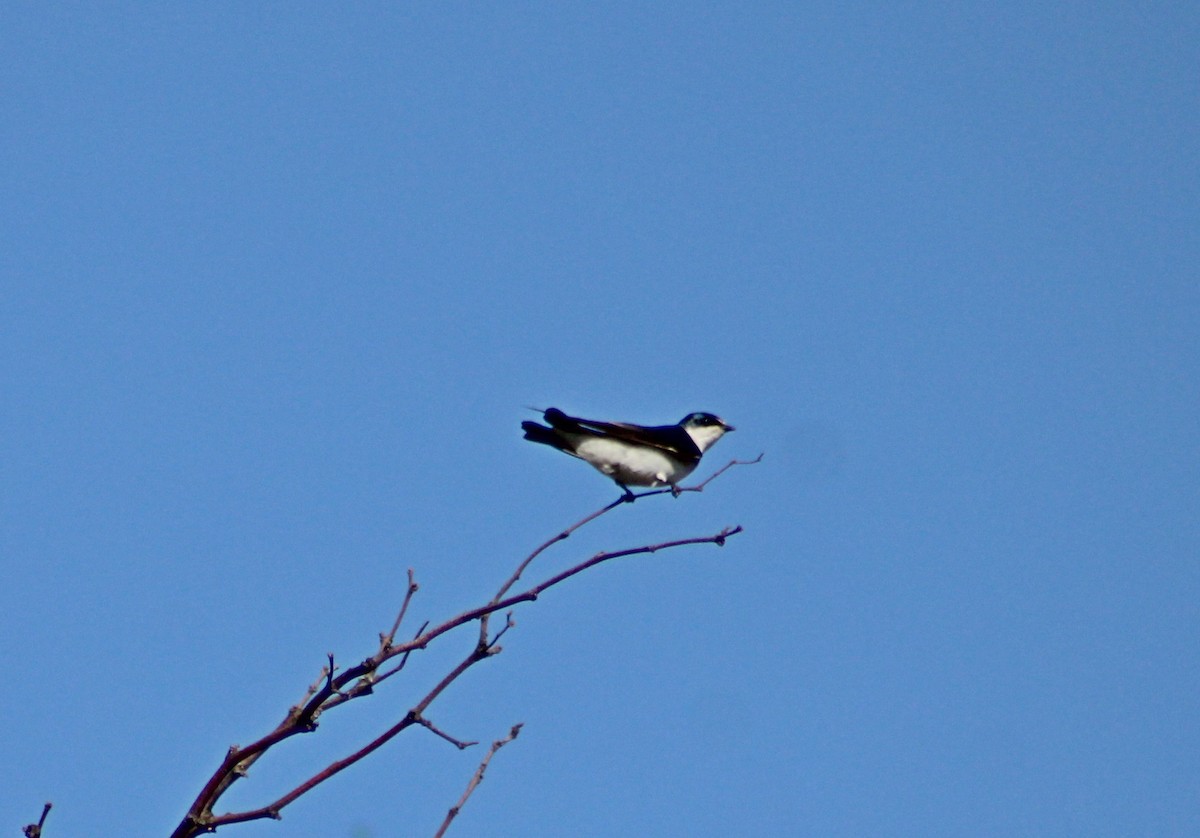 White-rumped Swallow - ML644242793