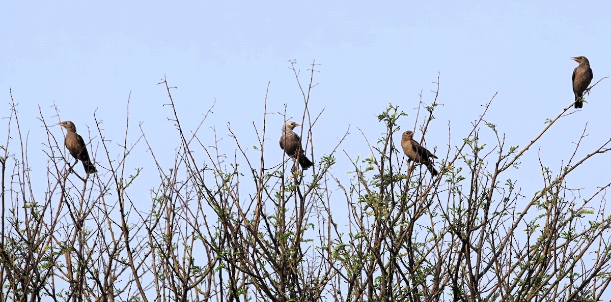 トサカムクドリ - ML644242805