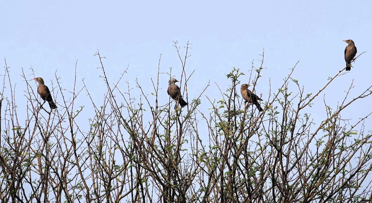 トサカムクドリ - ML644242806