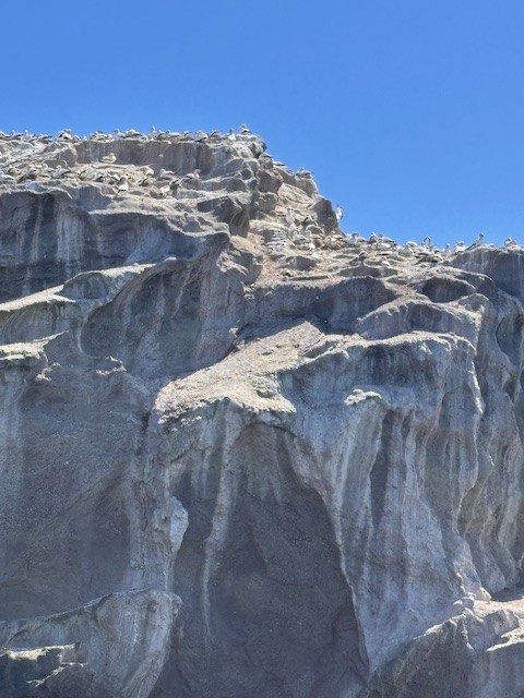 Avustralya Sümsüğü - ML644242807