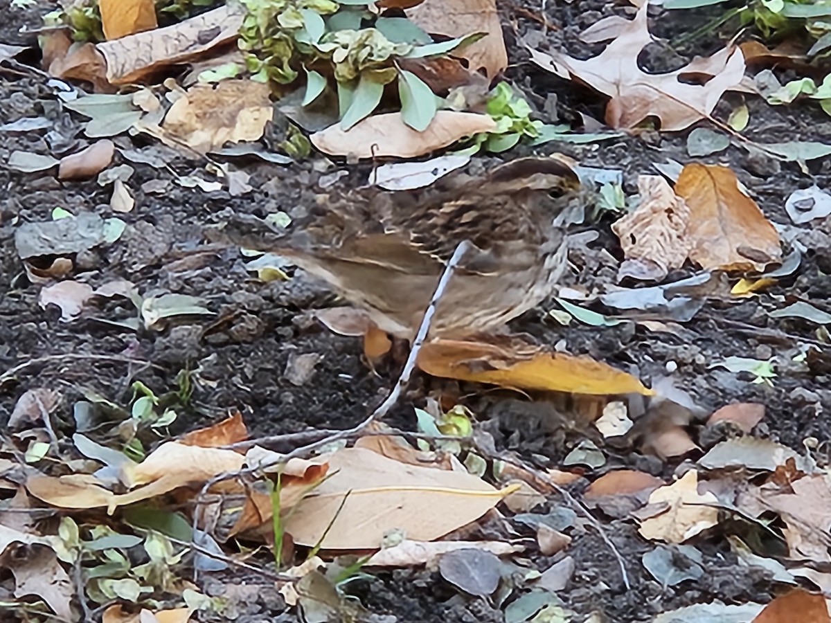 White-throated Sparrow - ML644242808