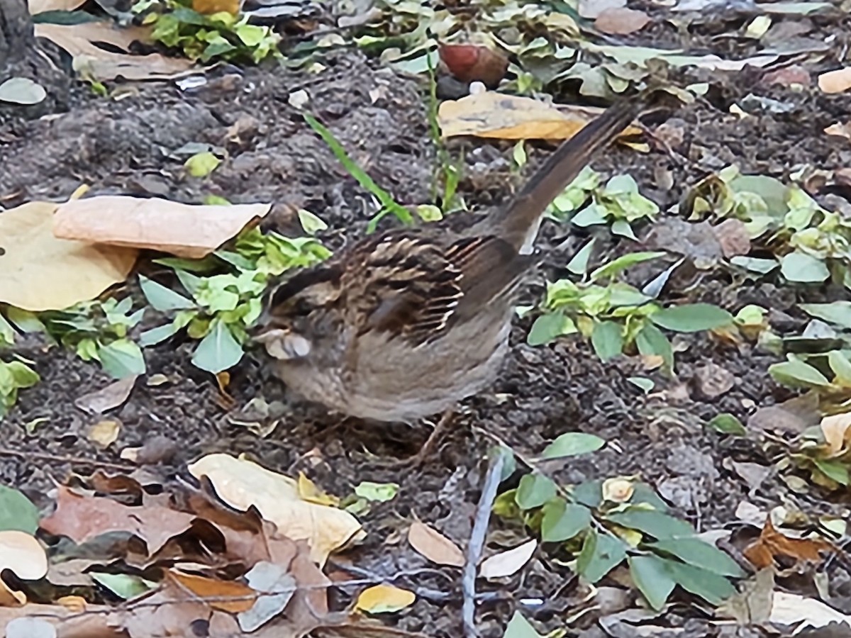 White-throated Sparrow - ML644242809