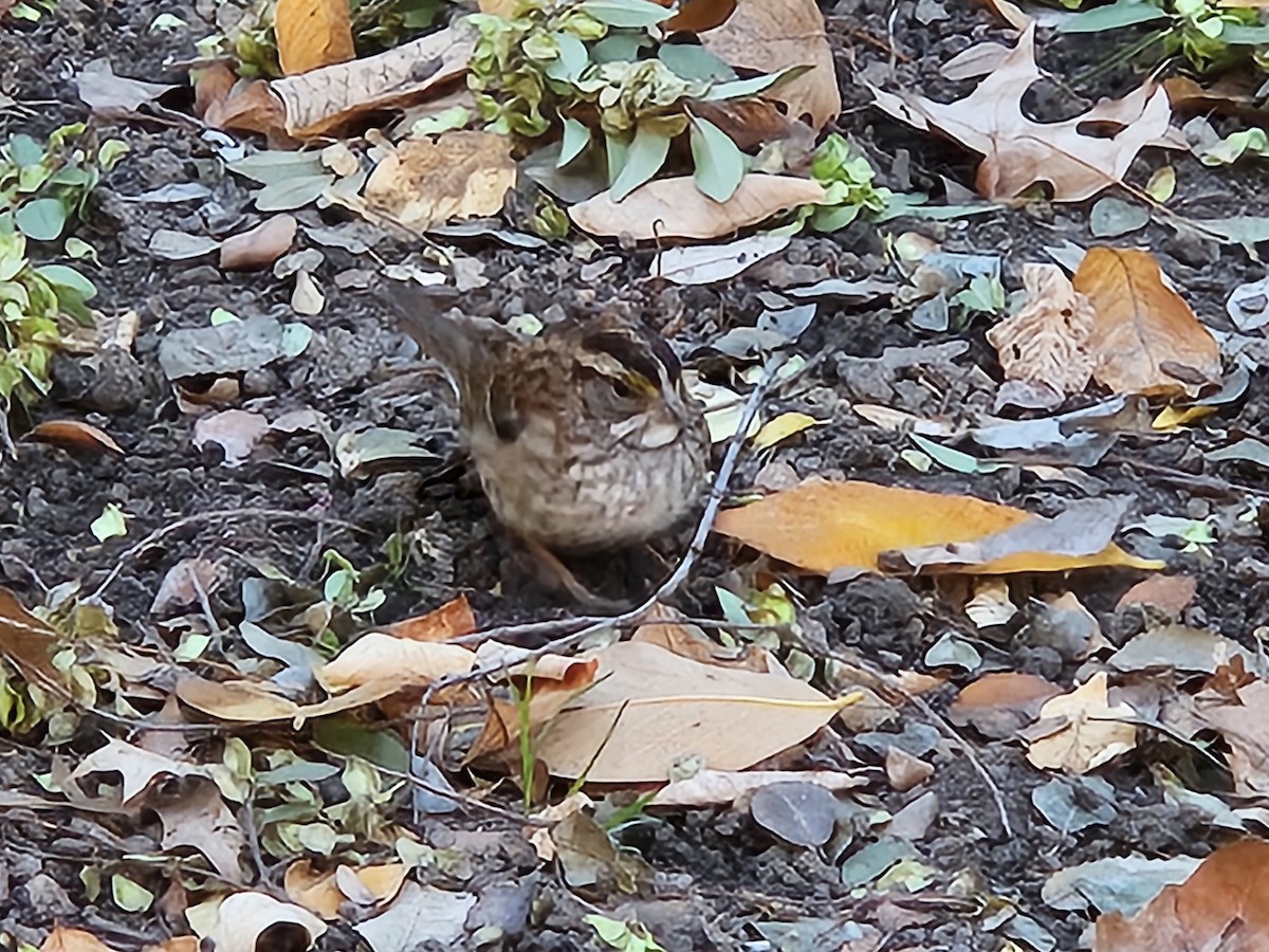 White-throated Sparrow - ML644242810