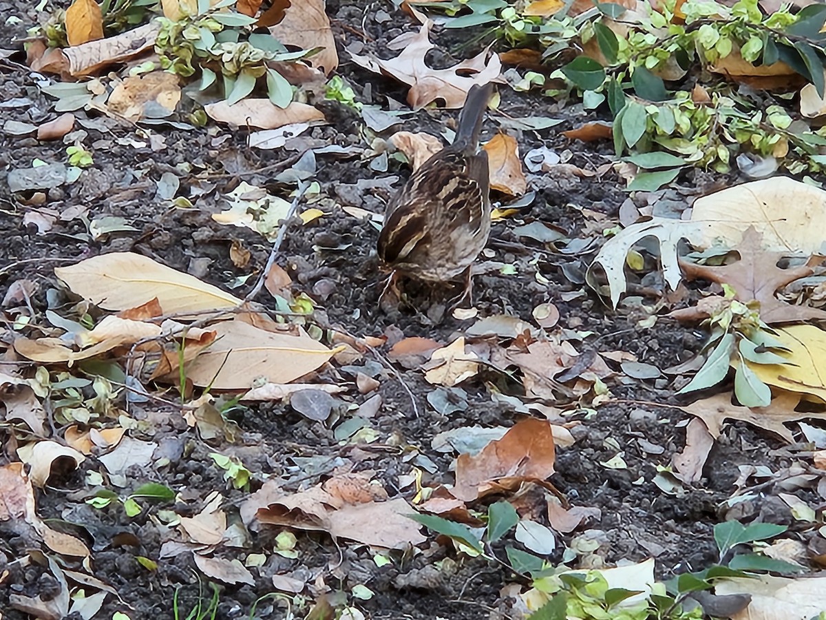 White-throated Sparrow - ML644242811