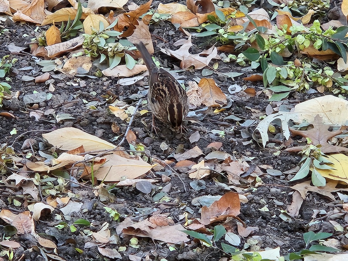 White-throated Sparrow - ML644242812