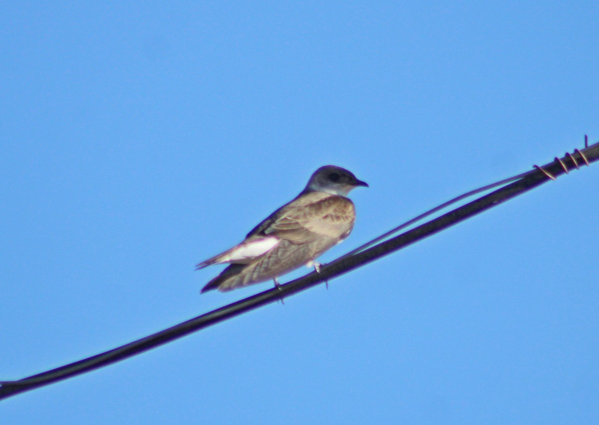 jiřička hnědoprsá - ML644242818