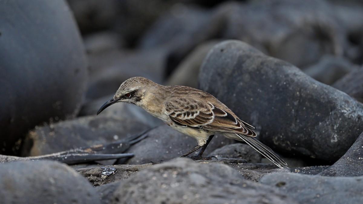 Española Mockingbird - ML644242841