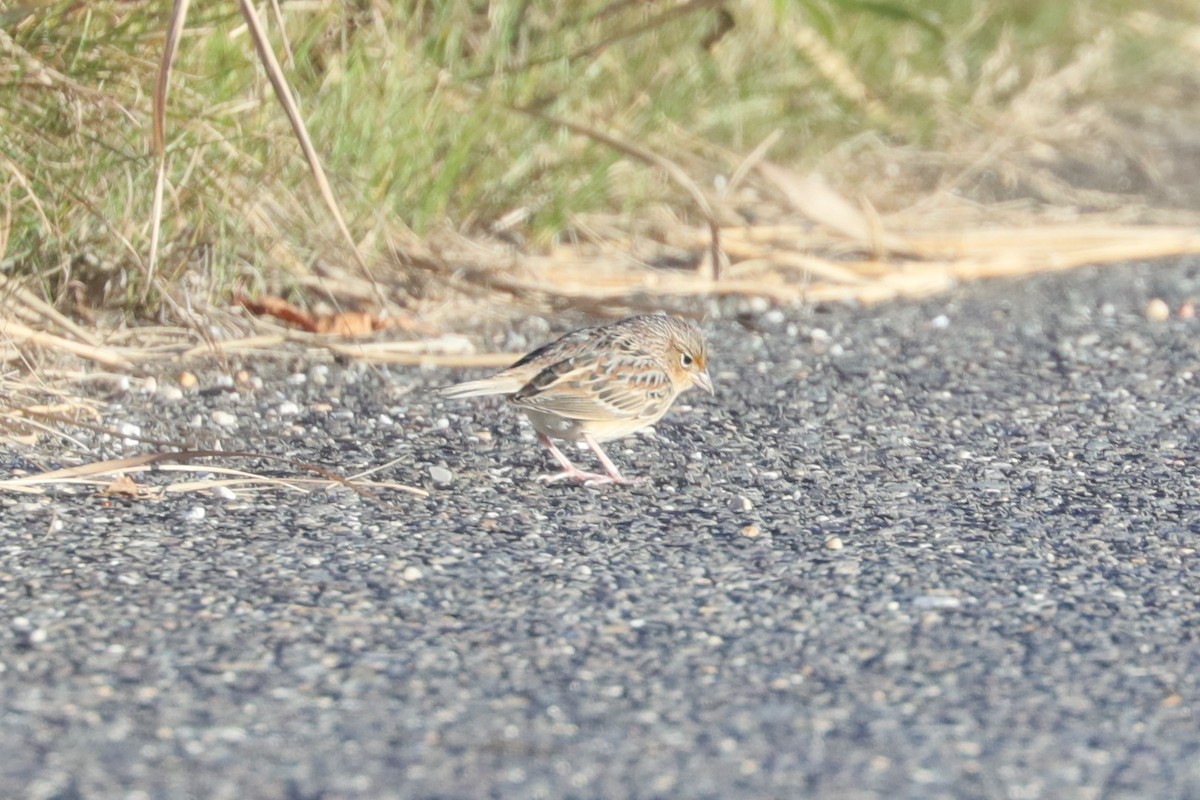 Багновець прерієвий - ML644242852