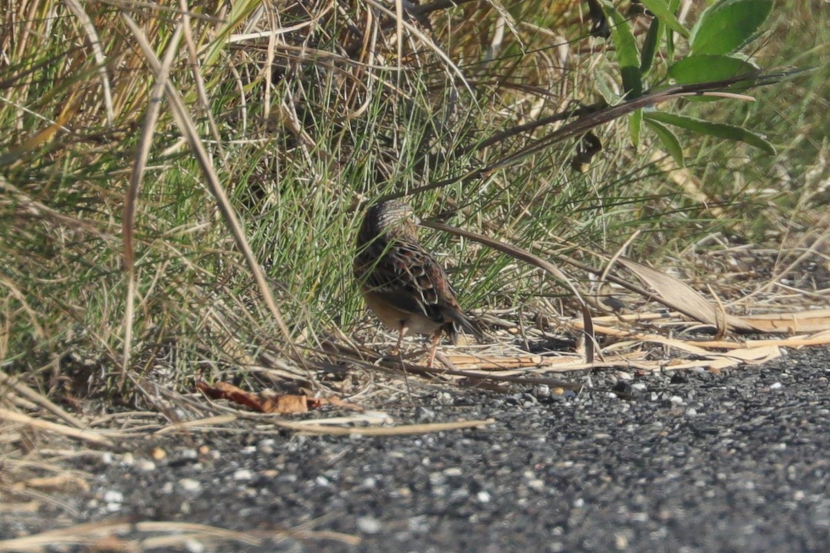 Багновець прерієвий - ML644242853