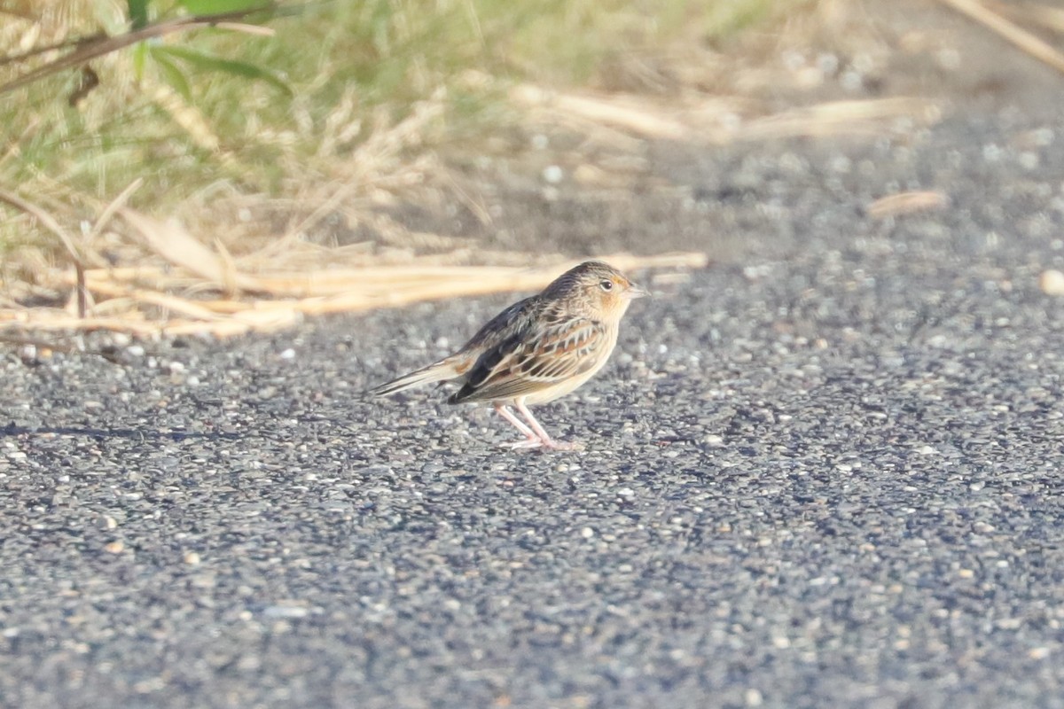 Багновець прерієвий - ML644242854