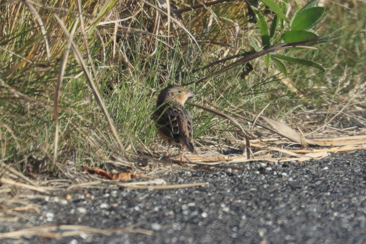 Багновець прерієвий - ML644242855