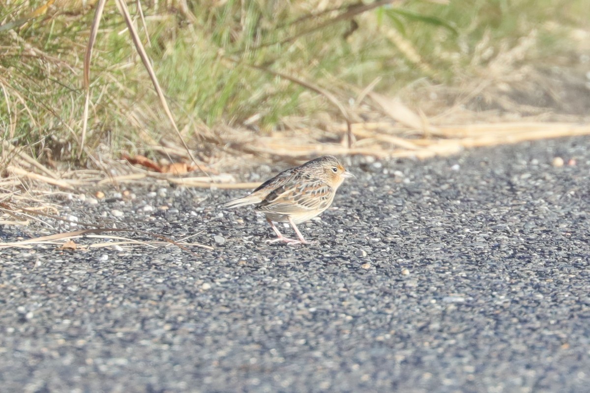 Багновець прерієвий - ML644242856