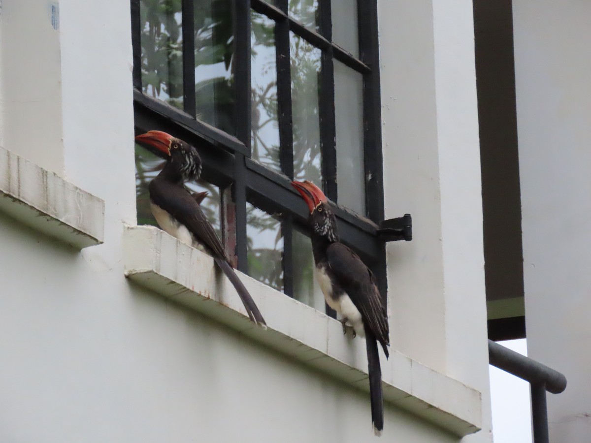 Crowned Hornbill - ML644242859