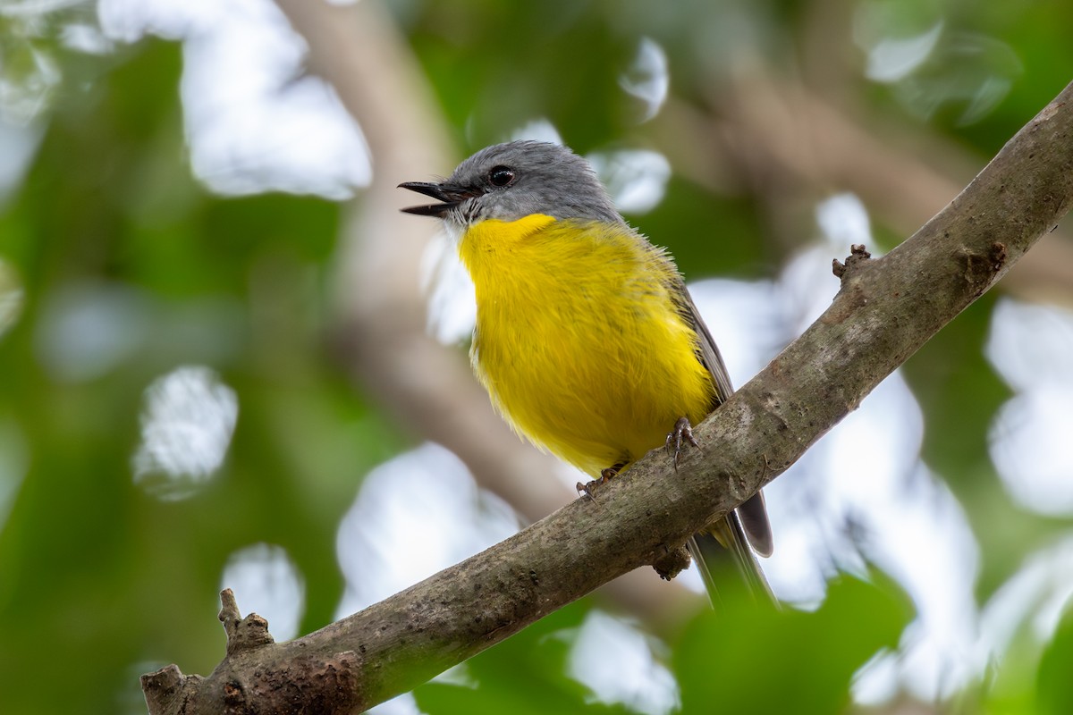 Королець жовтий - ML644242879