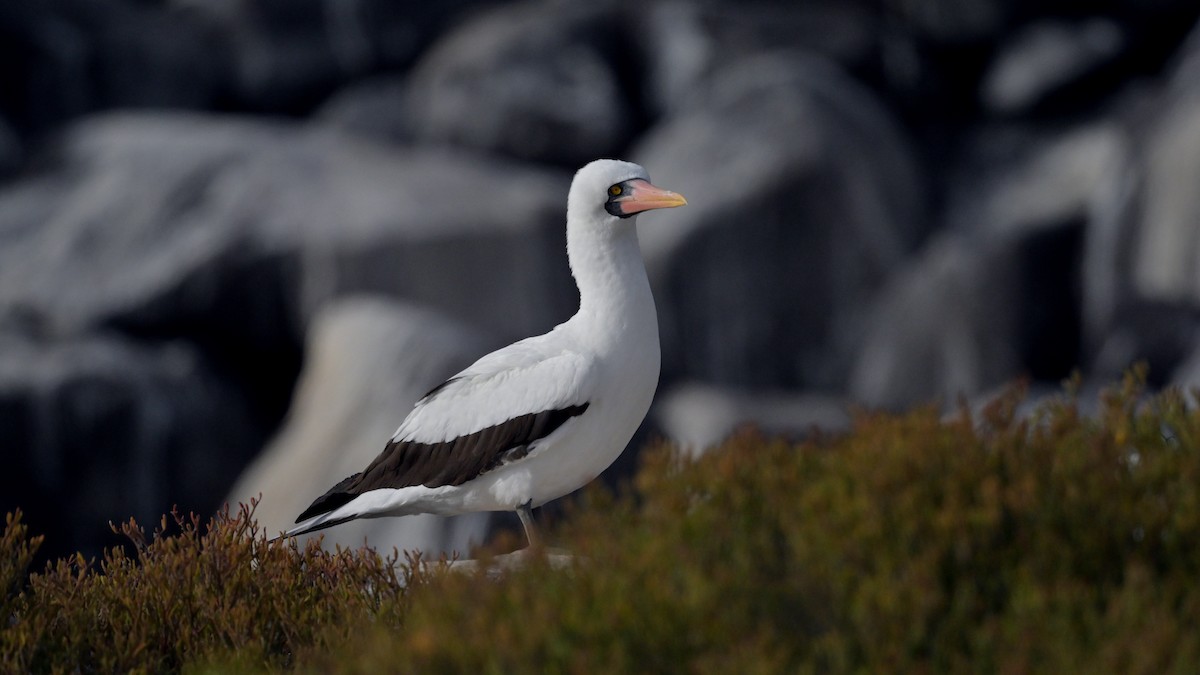 Nazca Booby - ML644242880