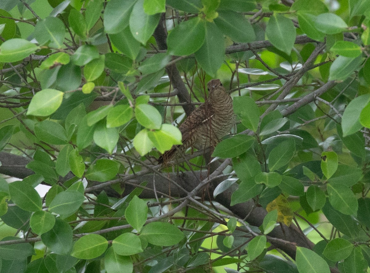 Plaintive Cuckoo - ML644242886
