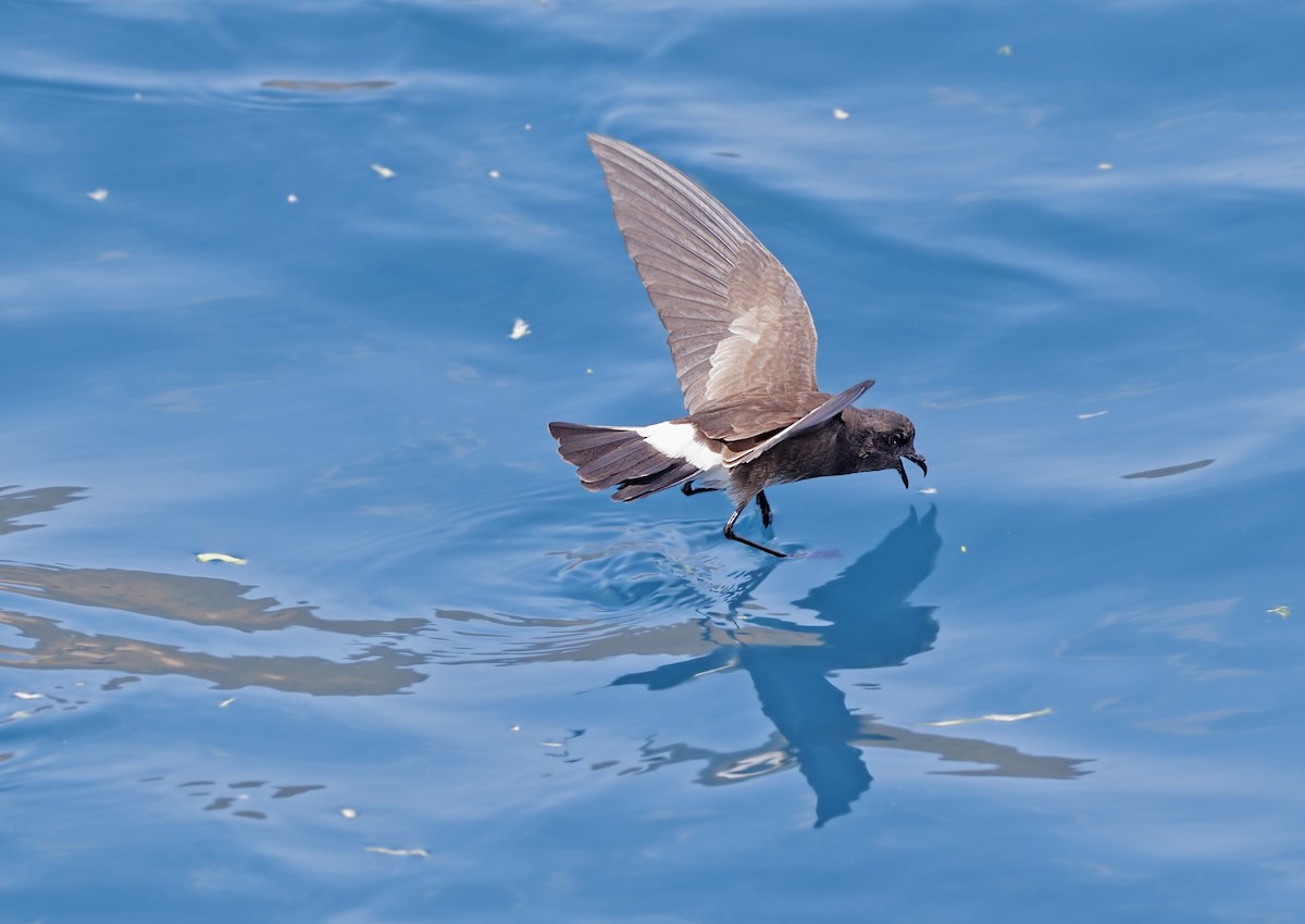 Elliot's Storm-Petrel - ML644242890