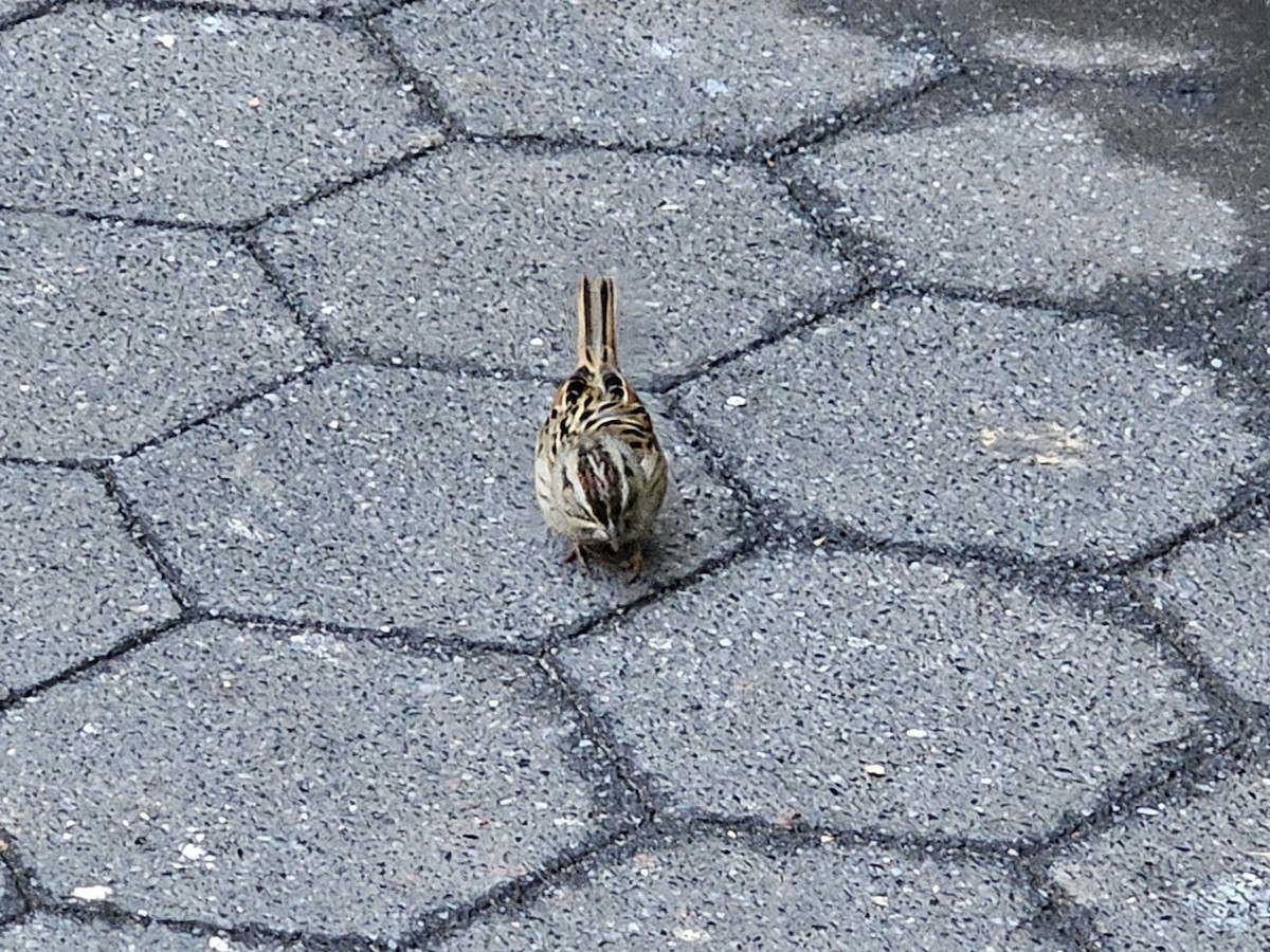Swamp Sparrow - ML644242891