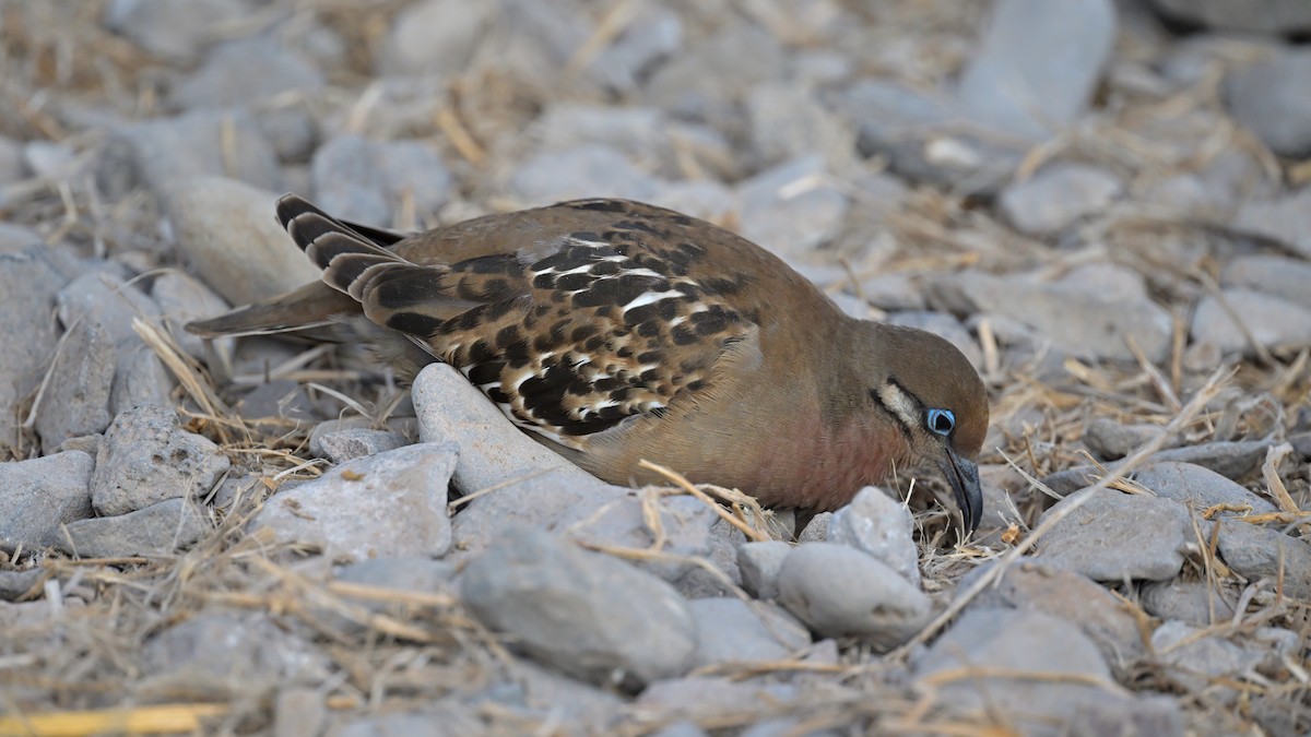 Galapagos Dove - ML644242906