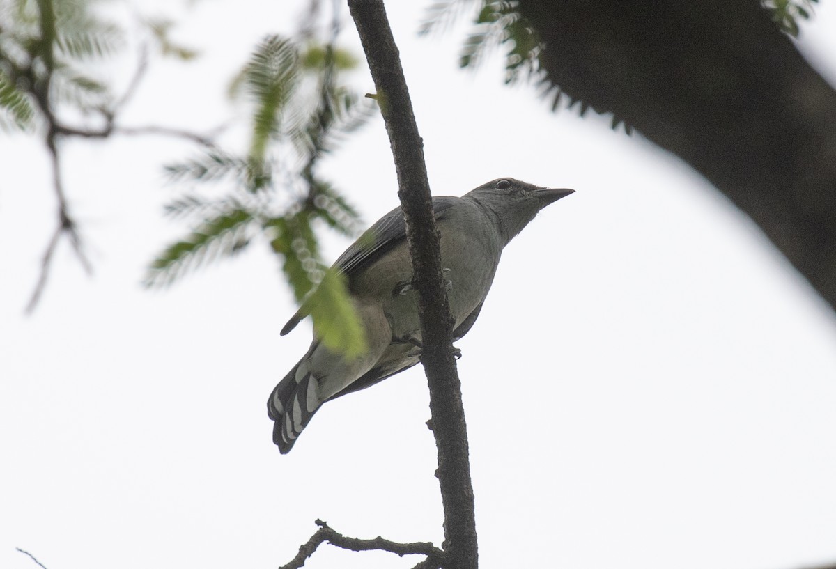 Kara Kanatlı Tırtılyiyen - ML644242907