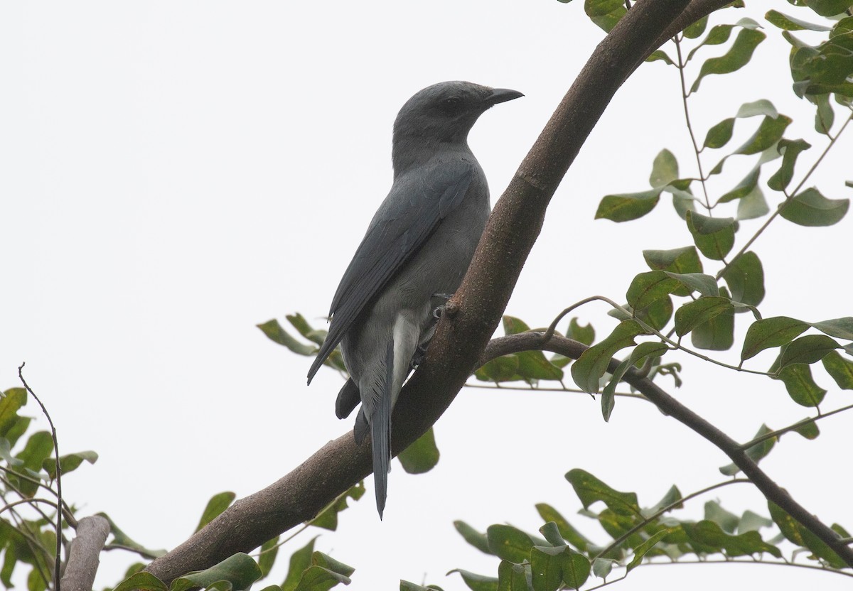 Kara Kanatlı Tırtılyiyen - ML644242908