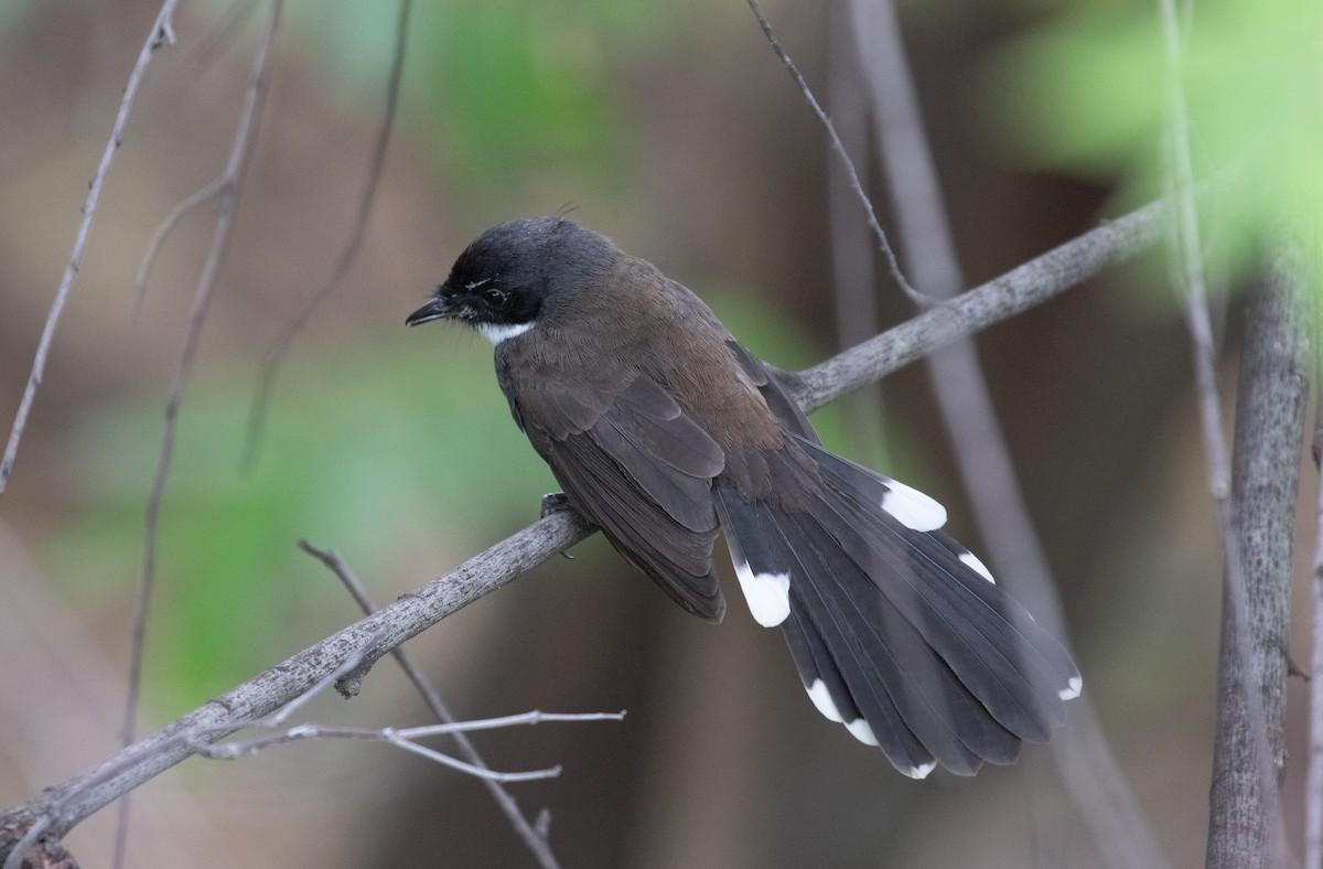 Malaysian Pied-Fantail - ML644242920