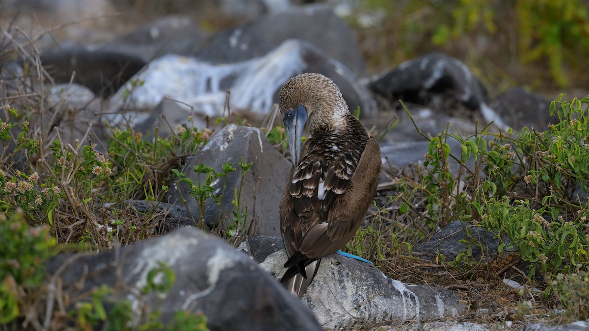 Blue-footed Booby - ML644242930