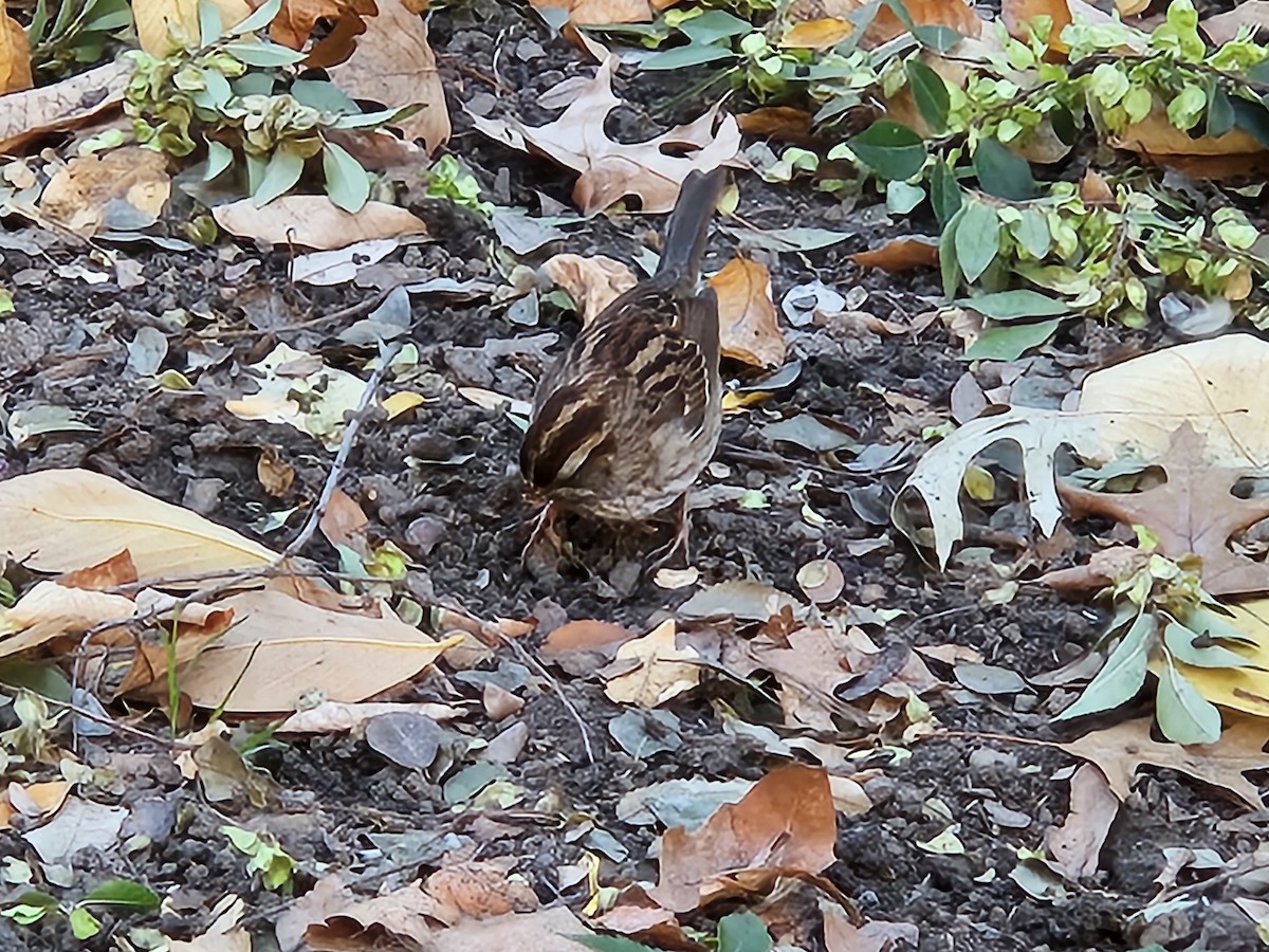 White-throated Sparrow - ML644242932