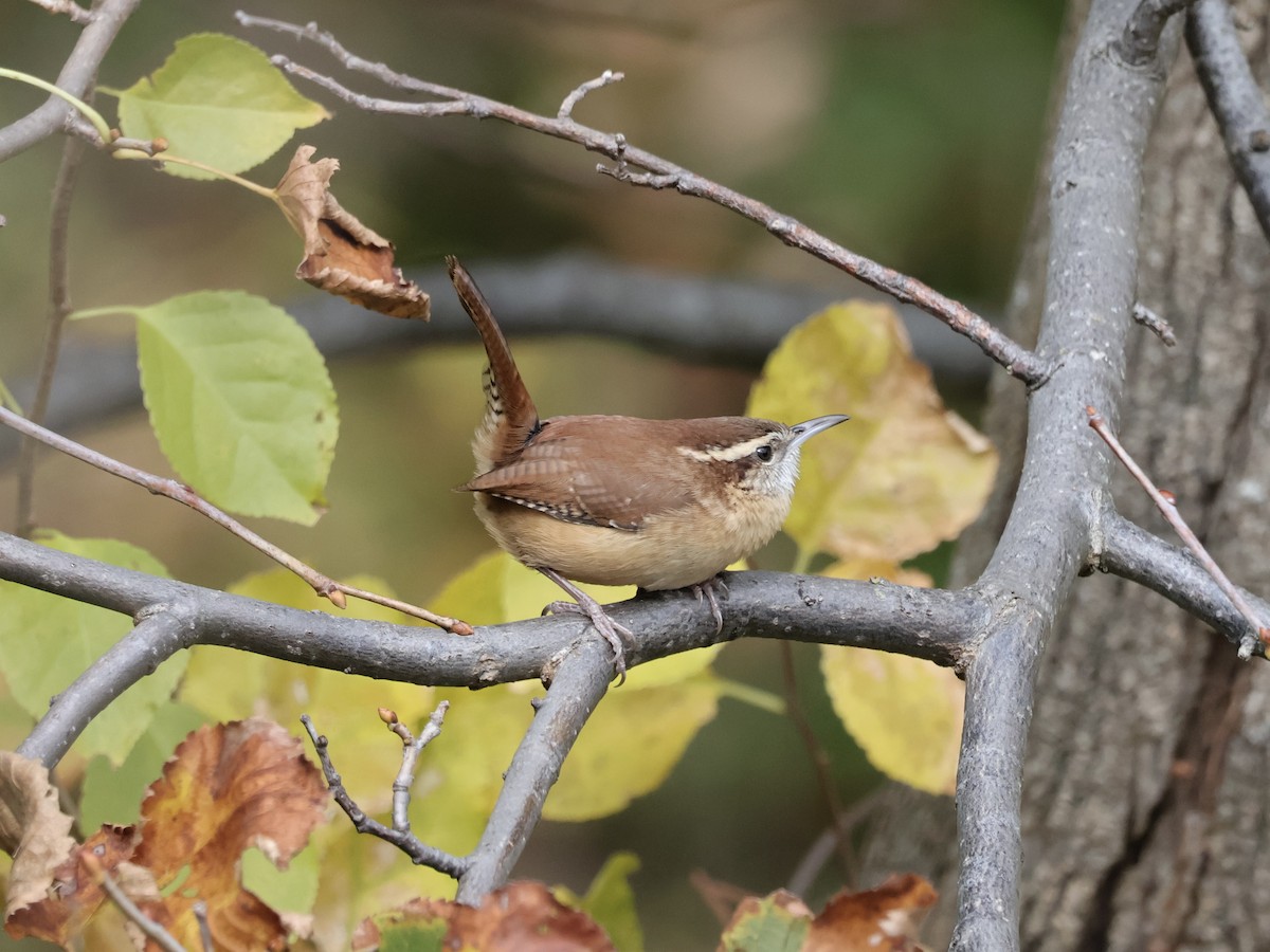 Carolina Wren - ML644242946