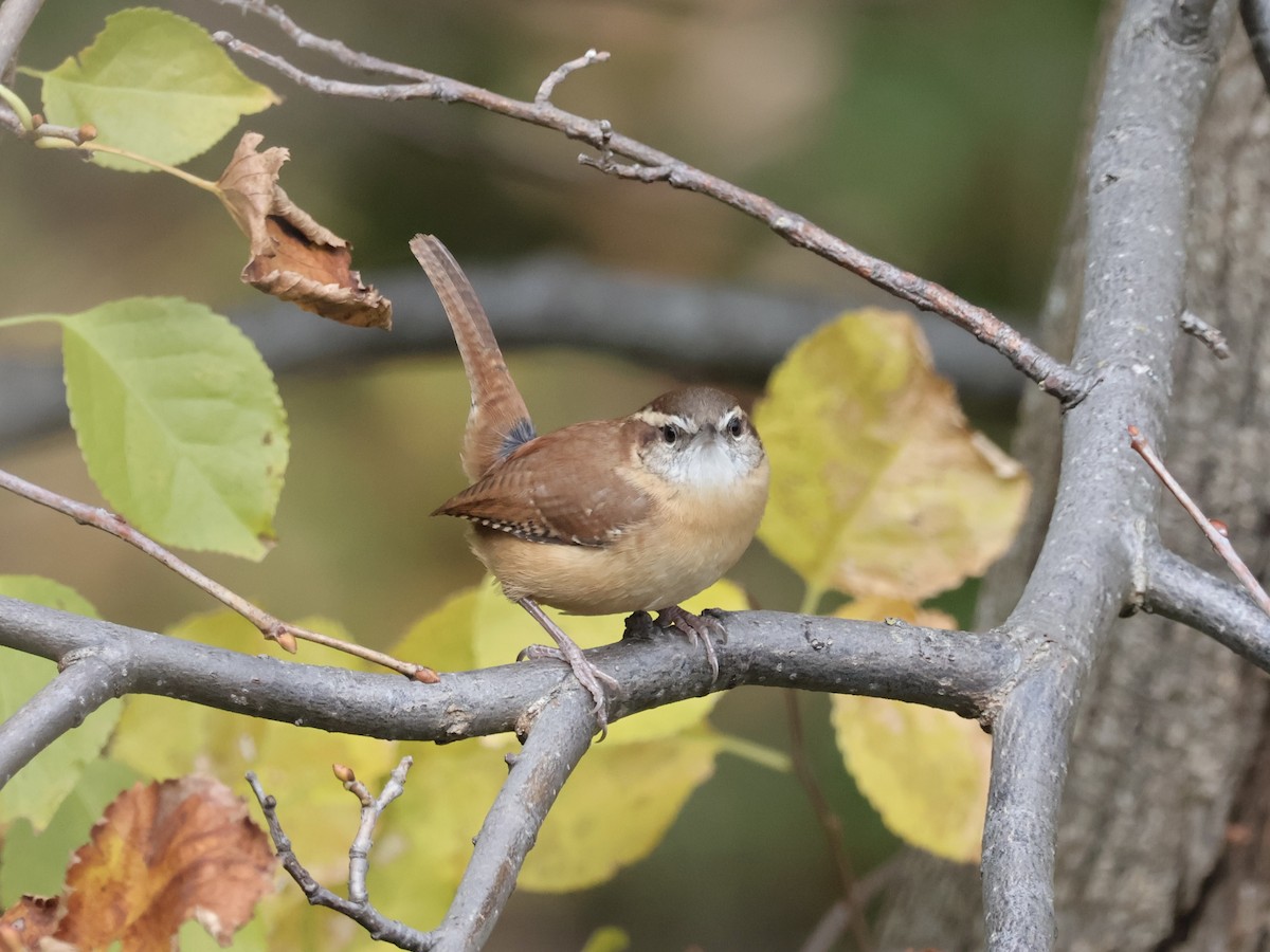 Carolina Wren - ML644242947