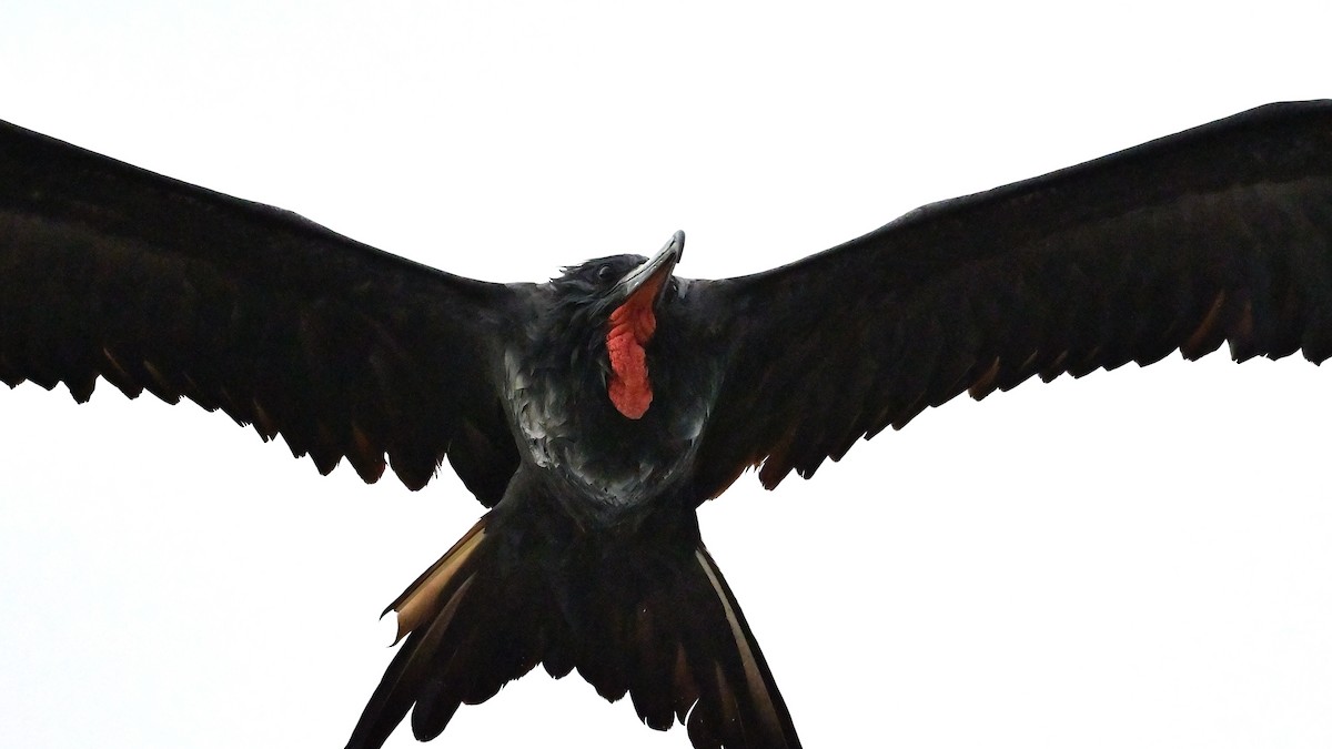 Magnificent Frigatebird - ML644242972