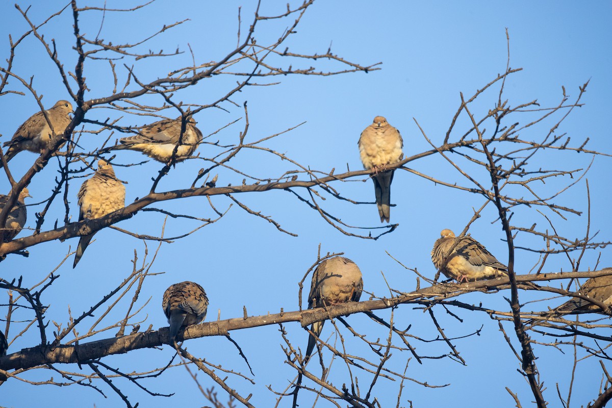 Mourning Dove - ML644242983