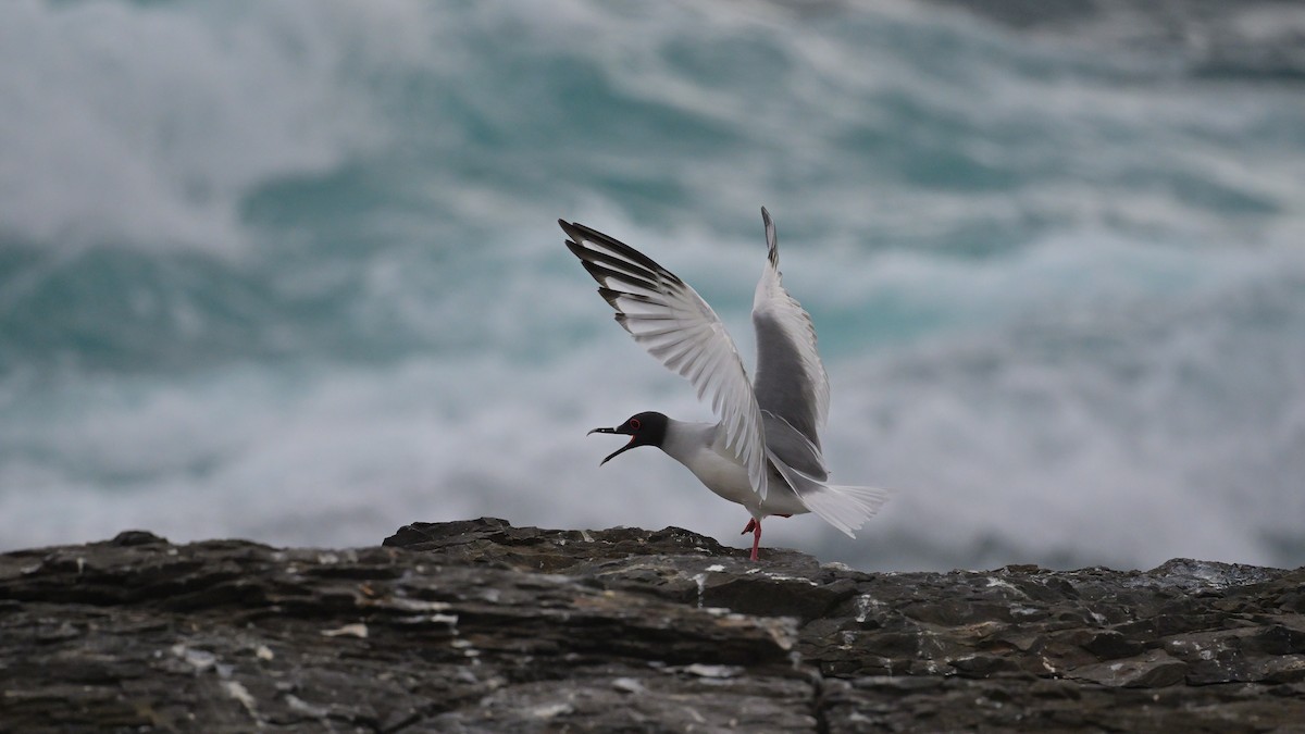 Swallow-tailed Gull - ML644243018