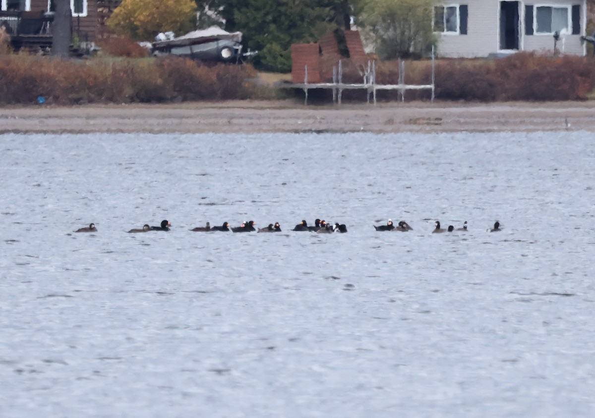 Black Scoter - ML644243023