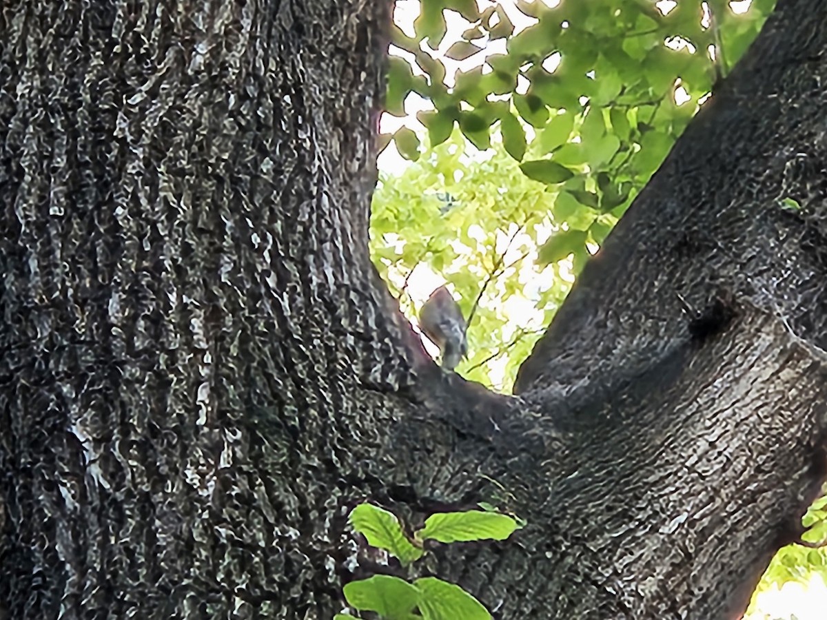 Yellow-bellied Sapsucker - ML644243032