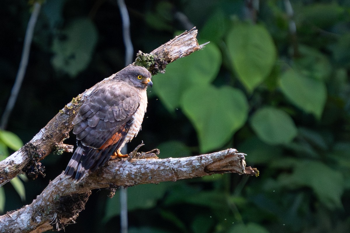Roadside Hawk - ML644243038