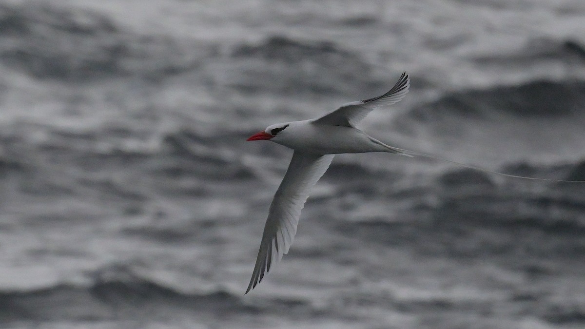 Kırmızı Gagalı Tropikkuşu - ML644243040