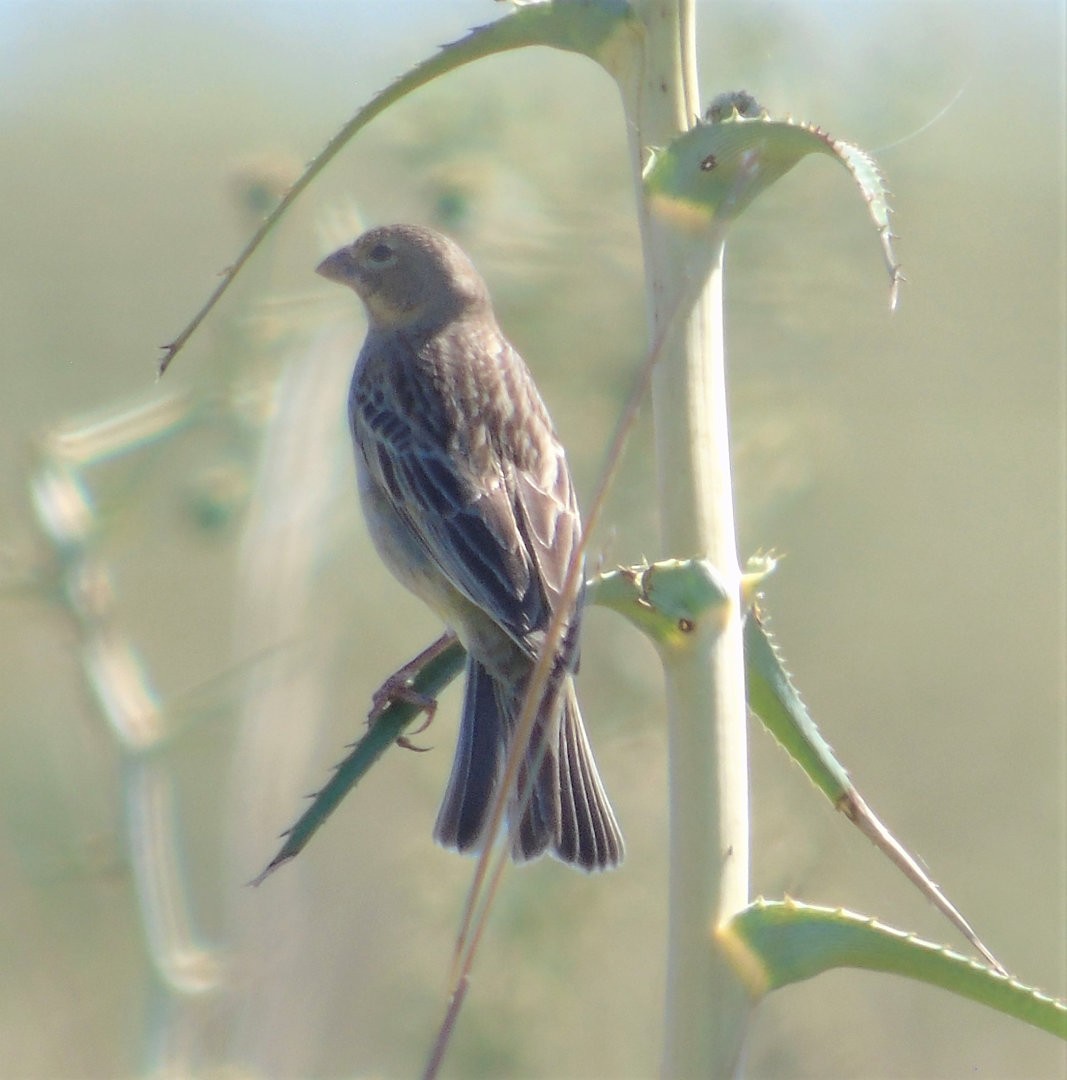 Grassland Yellow-Finch - ML644243050