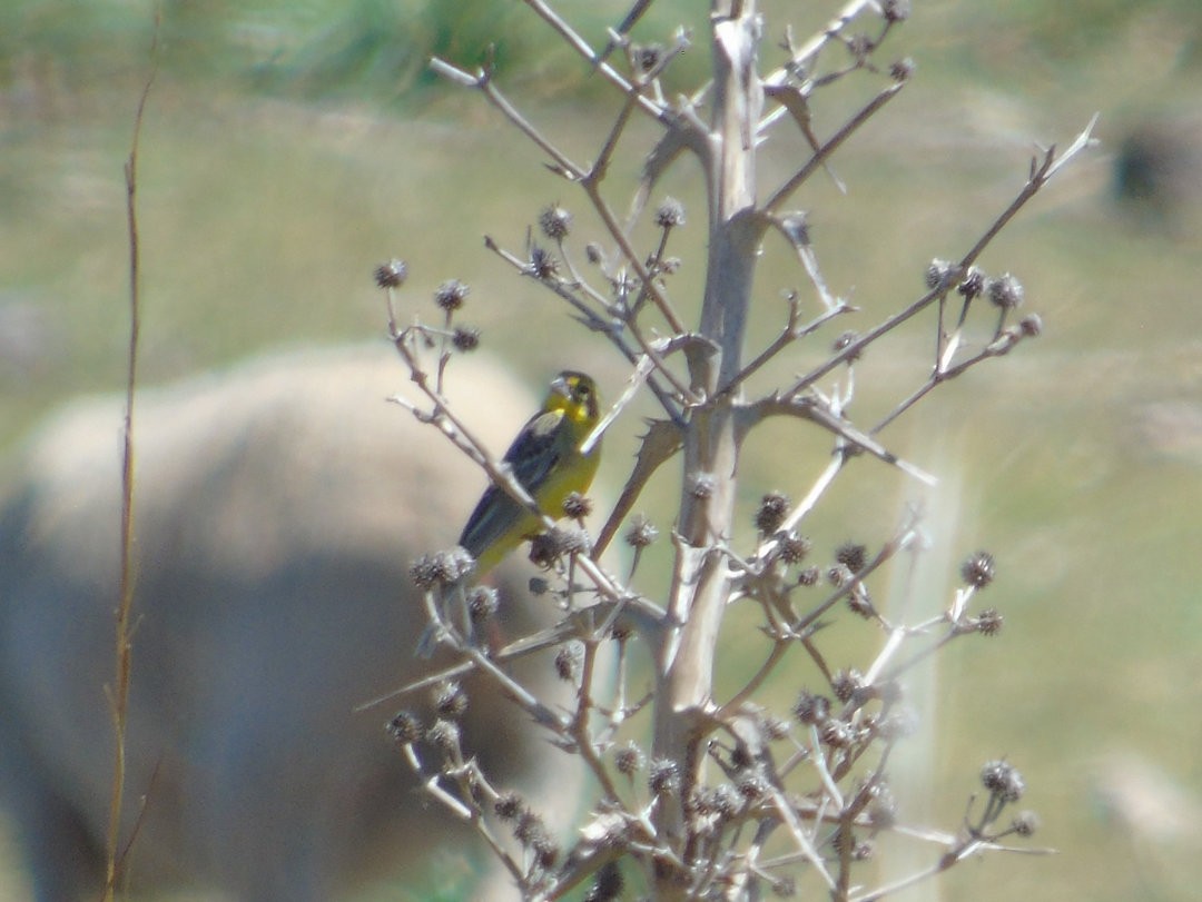 Grassland Yellow-Finch - ML644243051